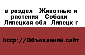  в раздел : Животные и растения » Собаки . Липецкая обл.,Липецк г.